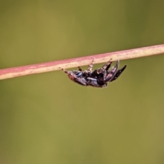 Simaethula sp. (genus) at Bluetts Block (402, 403, 12, 11) - 18 Nov 2023