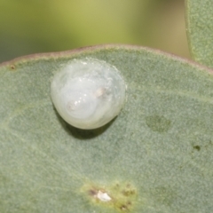 Glycaspis sp. (genus) at Higgins Woodland - 23 Dec 2022 by AlisonMilton