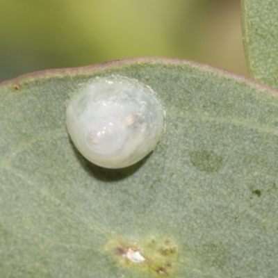 Unidentified Psyllid, lerp, aphid or whitefly (Hemiptera, several families) at Higgins, ACT - 22 Dec 2022 by AlisonMilton