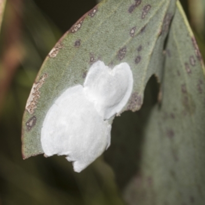 Lasiopsylla sp. (genus) (Psyllid or Lerp insect) at Higgins Woodland - 23 Dec 2022 by AlisonMilton
