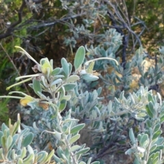 Grevillea arenaria at Mount Ainslie - 17 Nov 2022 by RG