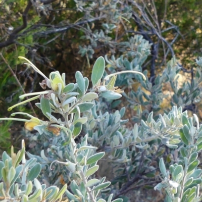 Grevillea arenaria at Mount Ainslie - 17 Nov 2022 by RG