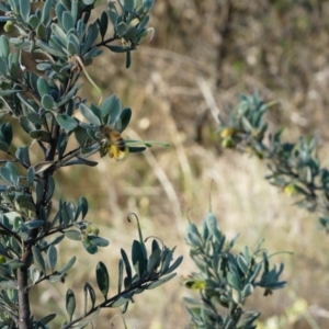 Grevillea arenaria at Mount Ainslie - suppressed