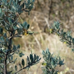 Grevillea arenaria at Mount Ainslie - 17 Nov 2022