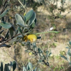 Grevillea arenaria at Mount Ainslie - suppressed