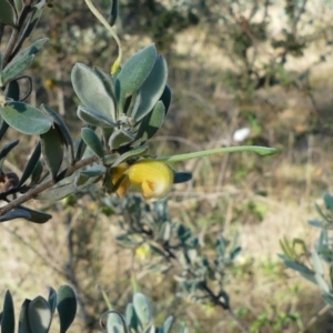 Grevillea arenaria at Mount Ainslie - 17 Nov 2022