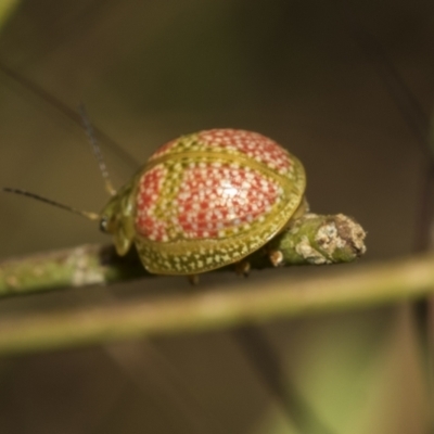 Paropsisterna fastidiosa (Eucalyptus leaf beetle) at Higgins Woodland - 22 Dec 2022 by AlisonMilton