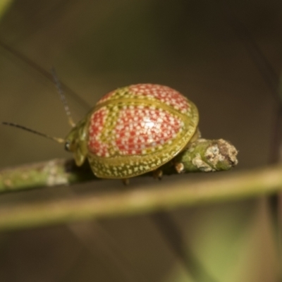 Paropsisterna fastidiosa (Eucalyptus leaf beetle) at Higgins Woodland - 23 Dec 2022 by AlisonMilton