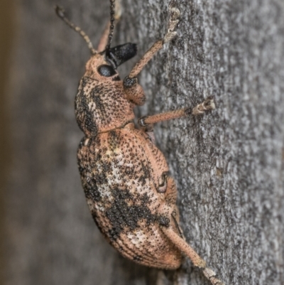 Haplonyx (genus) (Unidentified Haplonyx weevil) at Higgins, ACT - 16 Nov 2023 by AlisonMilton
