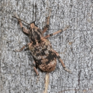 Haplonyx sp. (genus) at Higgins Woodland - 16 Nov 2023