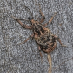 Haplonyx sp. (genus) at Higgins Woodland - 16 Nov 2023 12:56 PM