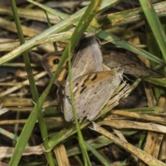 Heteronympha merope at Higgins Woodland - 23 Dec 2022 09:54 AM