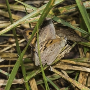 Heteronympha merope at Higgins Woodland - 23 Dec 2022 09:54 AM