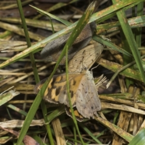 Heteronympha merope at Higgins Woodland - 23 Dec 2022 09:54 AM