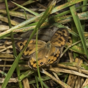 Heteronympha merope at Higgins Woodland - 23 Dec 2022 09:54 AM