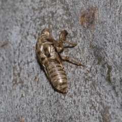 Cicadettini sp. (tribe) (Cicada) at Higgins Woodland - 23 Dec 2022 by AlisonMilton