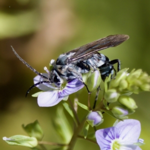 Turneromyia sp. (genus) at Uriarra Recreation Reserve - 17 Nov 2023 11:51 AM