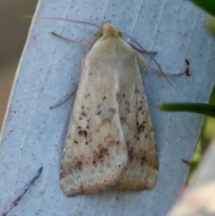 Diarsia intermixta (Chevron Cutworm, Orange Peel Moth.) at Hughes Grassy Woodland - 18 Nov 2023 by LisaH