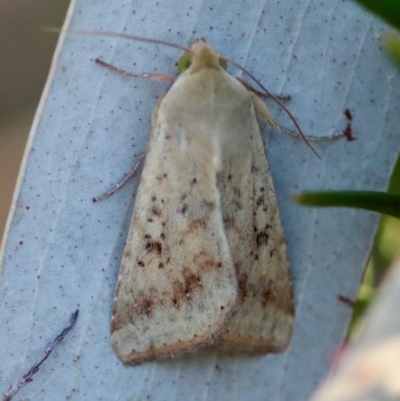 Diarsia intermixta (Chevron Cutworm, Orange Peel Moth.) at Red Hill to Yarralumla Creek - 18 Nov 2023 by LisaH