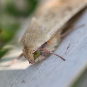 Diarsia intermixta at Red Hill to Yarralumla Creek - 18 Nov 2023 06:55 PM