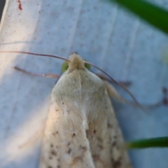 Diarsia intermixta at Red Hill to Yarralumla Creek - 18 Nov 2023