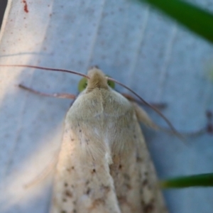 Diarsia intermixta at Red Hill to Yarralumla Creek - 18 Nov 2023 06:55 PM