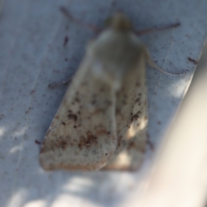 Diarsia intermixta at Red Hill to Yarralumla Creek - 18 Nov 2023 06:55 PM