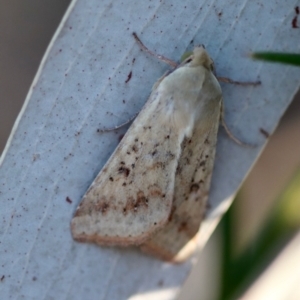 Diarsia intermixta at Red Hill to Yarralumla Creek - 18 Nov 2023