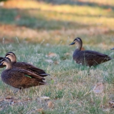 Anas superciliosa (Pacific Black Duck) at Hughes, ACT - 18 Nov 2023 by LisaH