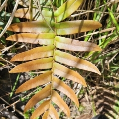 Blechnum wattsii (Hard Water Fern) at Namadgi National Park - 18 Nov 2023 by BethanyDunne