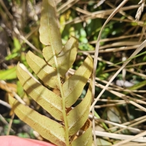 Blechnum wattsii at Namadgi National Park - 18 Nov 2023 02:34 PM