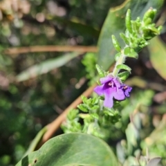 Prostanthera decussata (Dense Mint Bush) at Namadgi National Park - 18 Nov 2023 by BethanyDunne