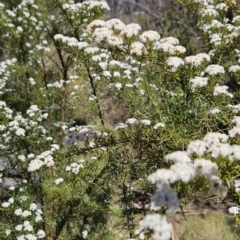 Ozothamnus thyrsoideus (Sticky Everlasting) at Namadgi National Park - 18 Nov 2023 by BethanyDunne