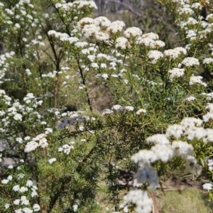 Ozothamnus thyrsoideus at Namadgi National Park - 18 Nov 2023