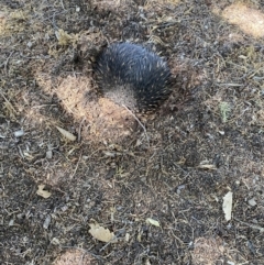 Tachyglossus aculeatus (Short-beaked Echidna) at Parkes, ACT - 17 Nov 2023 by juddernaut