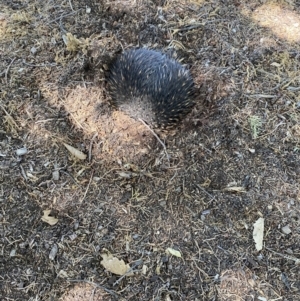 Tachyglossus aculeatus at Parkes, ACT - 17 Nov 2023 02:16 PM