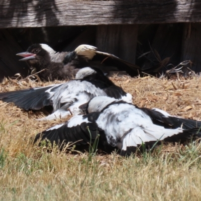 Gymnorhina tibicen (Australian Magpie) at Macarthur, ACT - 18 Nov 2023 by RodDeb