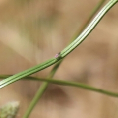 Unidentified Other true fly at Stranger Pond - 18 Nov 2023 by RodDeb