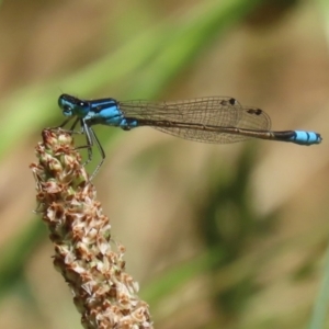 Ischnura heterosticta at BON200: Stranger Pond Bonython at BBQ shelter - 18 Nov 2023 11:44 AM