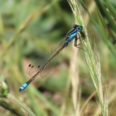 Ischnura heterosticta at BON200: Stranger Pond Bonython at BBQ shelter - 18 Nov 2023