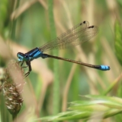 Ischnura heterosticta at BON200: Stranger Pond Bonython at BBQ shelter - 18 Nov 2023 11:44 AM