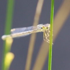 Ischnura heterosticta at Undefined Area - 18 Nov 2023 11:44 AM