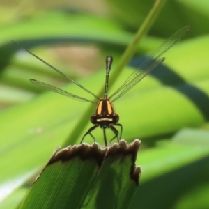 Nososticta solida at Stranger Pond - 18 Nov 2023