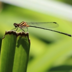 Nososticta solida at Stranger Pond - 18 Nov 2023