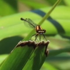 Nososticta solida at Stranger Pond - 18 Nov 2023