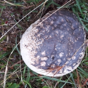 Calvatia sp. at Yaouk, NSW - suppressed