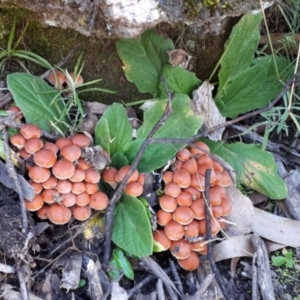 Hypholoma sp. at Yaouk, NSW - suppressed