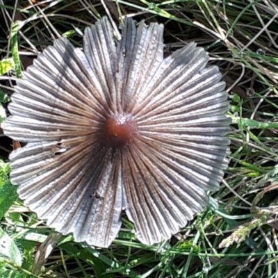 Coprinellus etc. (An Inkcap) at Yaouk, NSW - 30 Nov 2021 by JARS