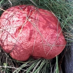 zz bolete at Yaouk, NSW - 5 Apr 2022 by JARS