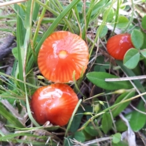 Hygrocybe sp. ‘red’ at Yaouk, NSW - suppressed